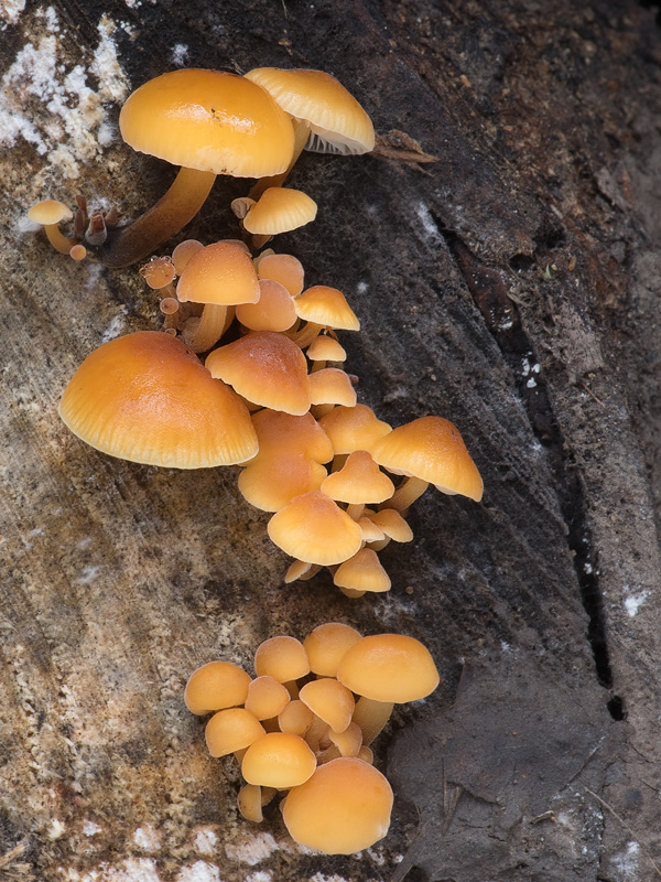 Flammulina elastica